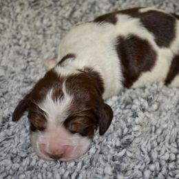 Linguine - Liver white and tan female English Springer Spaniel puppy in Chapmansboro, Tennessee from Balthrop Bend Farms
