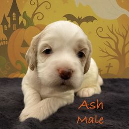 Ash - Tri-color male Australian Labradoodle puppy in Eastover, North Carolina from Joyful Hearts Australian Labradoodles