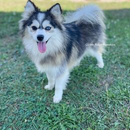 Poppy - Pomsky