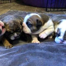 English Bulldog Puppies from Brandi Muecke's English Bulldogs