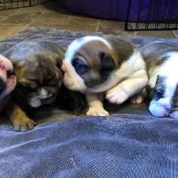 English Bulldog Puppies from Brandi Muecke's English Bulldogs