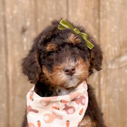 Mary - Girl 2 - Phantom female Bernedoodle puppy in Bellville, Ohio from Bernedoodle Buddies