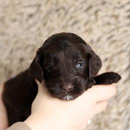 Hot Pink - Chocolate female Australian Labradoodle puppy in Williamstown, New York from Lewis Manor Labradoodles