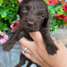 Solid chocolate - Chocolate male Dachshund puppy in Payette, Idaho from NT Mini Doxies