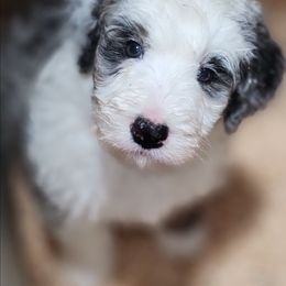 Jasper - Merle male Bernedoodle puppy in Shelton, Washington from NW Bernedoodles of Washington