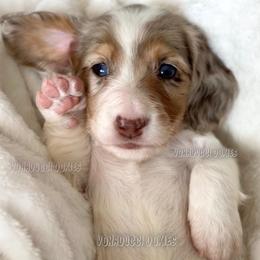 Scrappy-Doo - Dapple male Dachshund puppy in Chandler, Arizona from Vonaducci Doxies, LLC.