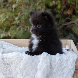 Luna - Black female Pomeranian puppy in Grayslake, Illinois from Lamon’s Pom & Polar Pups