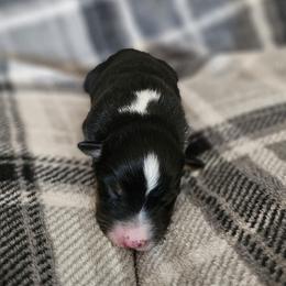 Girl 6 - Black tri-color female Australian Shepherd puppy in Tehachapi, California from Astralvale Aussies