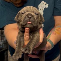 Miracle City Teal - Gray female Cane Corso puppy in Conroe, Texas from Miracle City