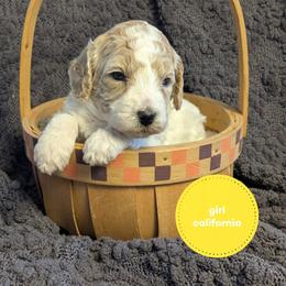 California - Parti female Goldendoodle puppy in Cambridge, Minnesota from Country Meadow Doodles