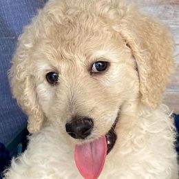 Goldendoodles from Dover Doodles FL