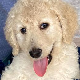 Goldendoodles from Dover Doodles FL