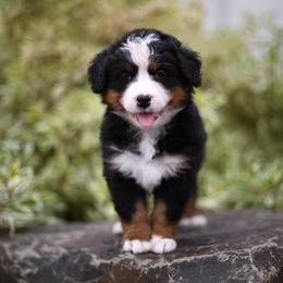 Sunny - Tri-color female Bernese Mountain Dog puppy in Pasco, Washington from Sunset Grove