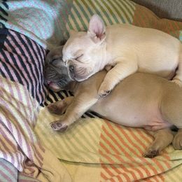 French Bulldog Puppies from 731 Frenchies