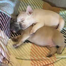 French Bulldog Puppies from 731 Frenchies