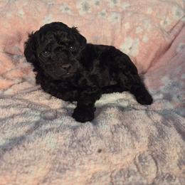 Galaxy - Gray male Poodle puppy in Corona, California from Poodle house CA