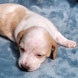 Filya - Piebald male Dachshund puppy in Meridian, Idaho from Lucy’s Dachshund Home