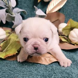 White Boy - Cream male Pug puppy in Tulsa, Oklahoma from Locust Creek Pugs & Japanese Chin's