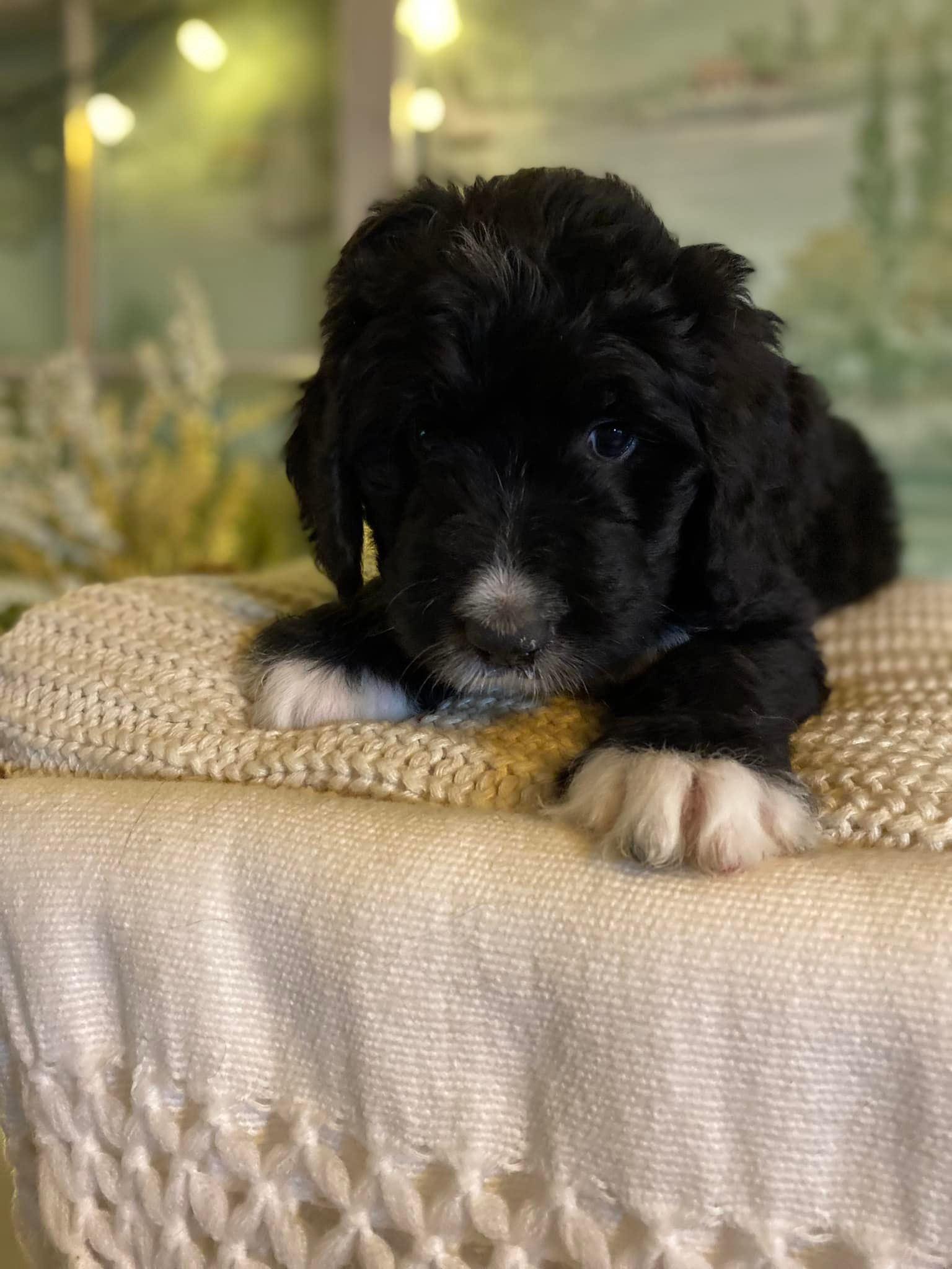 Collins Bernedoodles in Ohio Bernedoodle puppies Good Dog