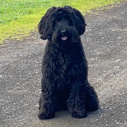 Scout - Australian Labradoodle