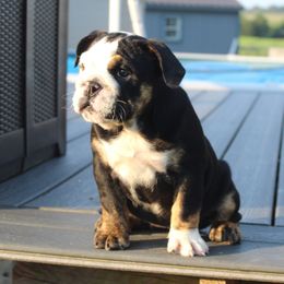 Boxer, Bulldog, and French Bulldog Puppies from Hillview Kennels