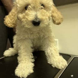 Nico - White male Poodle puppy in New York, New York from Tyndaleia Watson