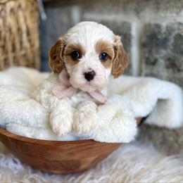 Pearl - Blenheim female Cavapoo puppy in Natural Bridge, Virginia from Padgetts Hill Puppies