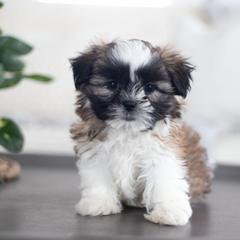 Maltipoo, Shichon, and Shihpoo Puppies from Timbercreek Puppies