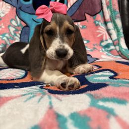 Angel: Pink Collar - Blue tan and white female Basset Hound puppy in Monterey, Tennessee from Southern Belles Bassets