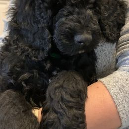 Goldendoodle Puppies from Crystal Coast Cuddles