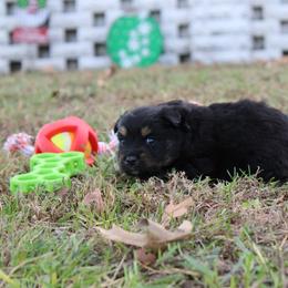 Sleepy - Black tri male Toy Australian Shepherd puppy in Springfield, Missouri from Long's lil Aussies