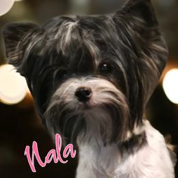 Nala - Yorkshire Terrier