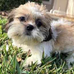 Nutmeg - Tricolor female Shih Tzu puppy in Saint Johns, Florida from BEH Puppies LLC