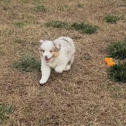 Jackson - Red merle male Miniature American Shepherd puppy in Easley, South Carolina from Tanya Strickland