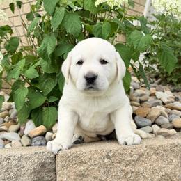 Sammy - Yellow male Labrador Retriever puppy in Archer Lodge, North Carolina from Archer Lodge Labradors