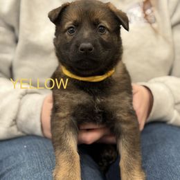 Yellow-Zombie - Sable female German Shepherd puppy in Medical Lake, Washington from Nine Realms German Shepherds