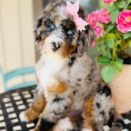 Ruth - Blue merle female Bernedoodle puppy in Bowling Green, Ohio from FDF Pyredoodles & Bernedoodles