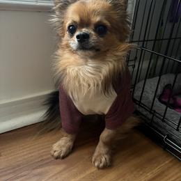 Mr Charlie - Chihuahua