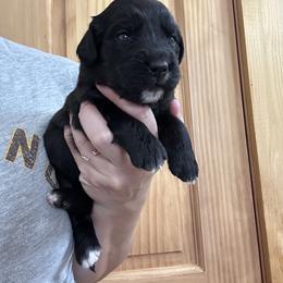 Girl 7 - female Golden Mountain Dog puppy in Wyoming from Great Basin BMD