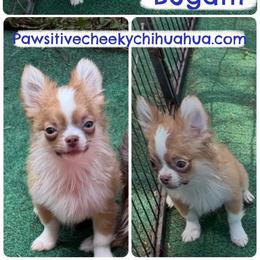 Bugatti - Chocolate sabled fawn male Chihuahua puppy in Williamsburg, Virginia from PAWSitive Cheeky Chihuahuas