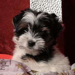 Biewer Terriers from Biewer Terriers by Rimba