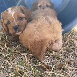Cavapoo and Shihpoo Puppies from Haus of Doodles