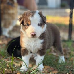 Boy 1 - White and red male Border Collie puppy in Morriston, Florida from Garcia Family Farms