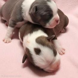 Blue female - Blue female Boston Terrier puppy in St. Agatha, Maine from Spruce Valley Miniature Dachshunds & Boston Terriers
