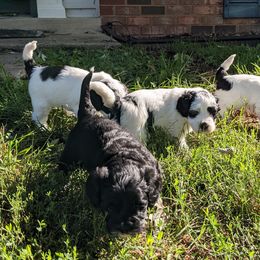 Australian Labradoodle Puppies from Llewellyn's Grove Labradoodles