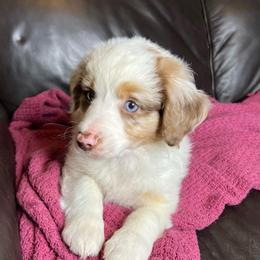 Red Merle Male - Red merle male Miniature Australian Shepherd puppy in Taunton, Massachusetts from Checkered Flag Champions Mini Aussies