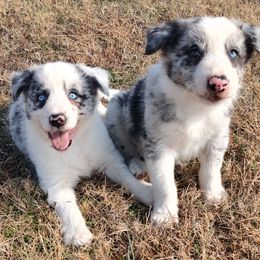 Isabella (Izzy) - Blue merle female Border Collie puppy in Bixby, Oklahoma from Bond Border Collies