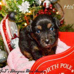 Miniature Australian Shepherd Puppies from JnT's Bluegrass Mini Aussies