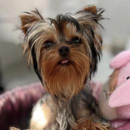 Yorkshire Terriers from Polina Mironchuk