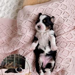 Vera - Black and white female Bernedoodle puppy in Cold Spring, Minnesota from A.N.A. Doodles